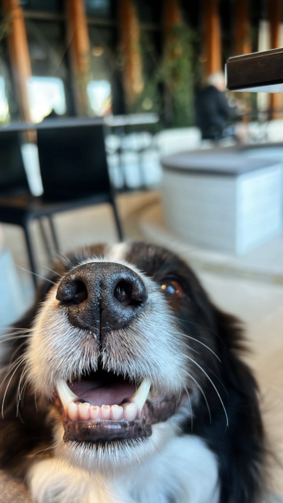 {“eId”:”437231326935400″,”CameraPosition”:1}